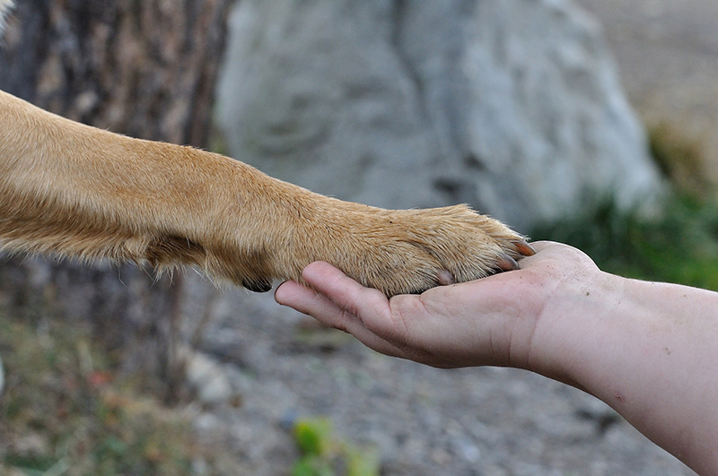 Hundepfote in einer Hand
