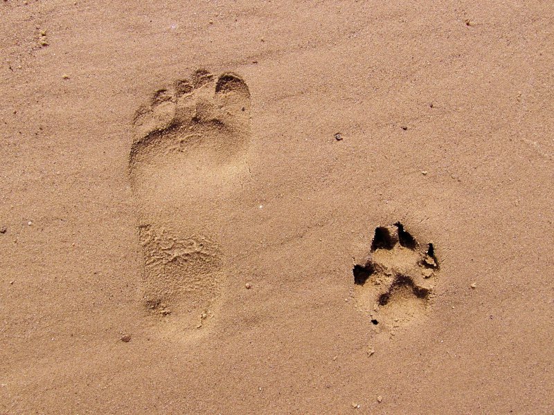 Pfoten und Fußabdrücke im Sand 