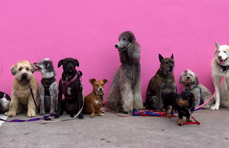 Verschiedene Hunde stehen vor einer Wand