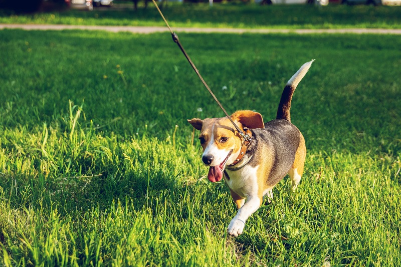Hund rennt mit Leine über Rasen