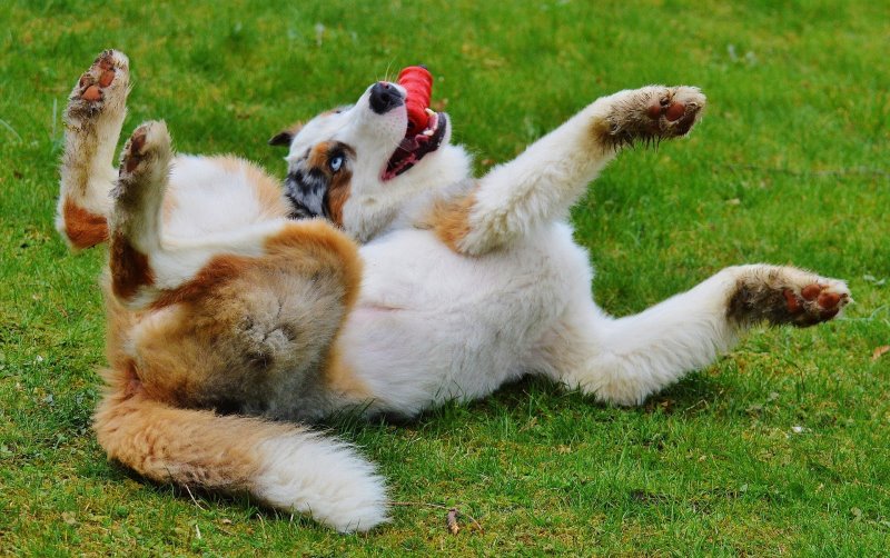 Glücklicher Hund liegt mit Latex-Hundespielzeug auf dem Gras.