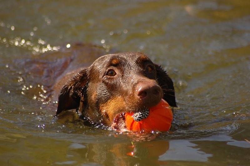 Hund schwimmt im Wasser mit einem Latex-Hundespielzeug.
