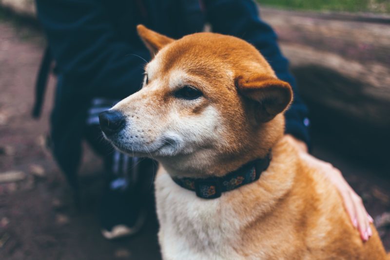 Verschiedene Bedürfnisse verlangen verschiedene Hunde-Ohrenreiniger