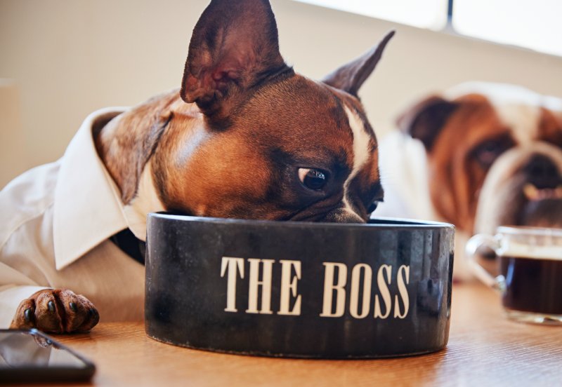 Ein Hund ist gekleidet wie ein Geschäftsmann und frisst aus einem Keramiknapf auf welchem "The Boss" steht.