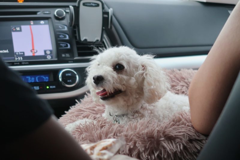 Auto-Hundekissen und ihre verschiedenen Arten