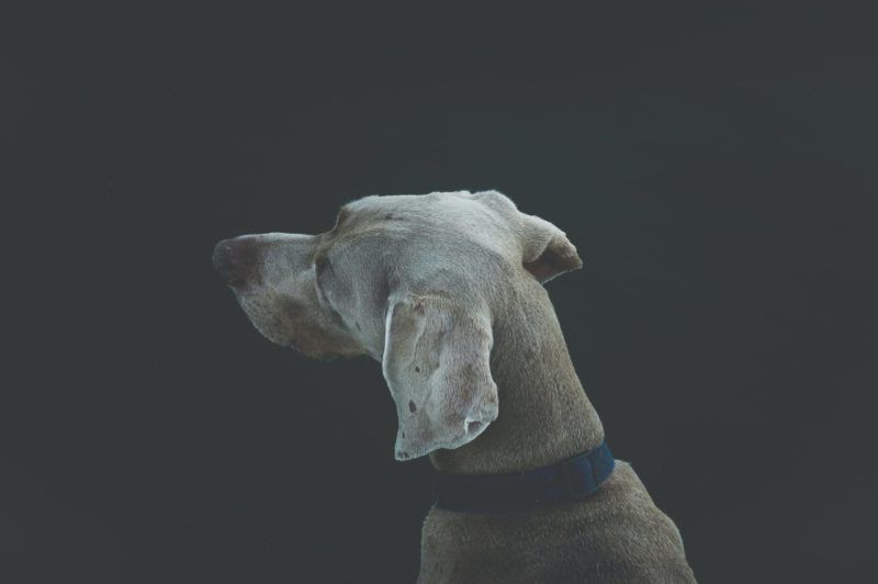 Ratgeber für Hunde-Ohrenreiniger